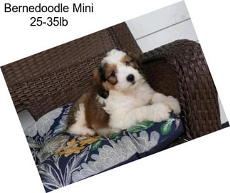 Bernedoodle Mini 25-35lb