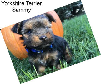 Yorkshire Terrier Sammy