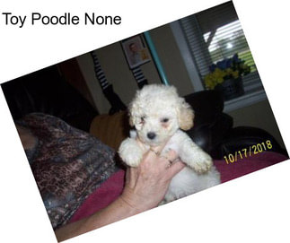 Toy Poodle None