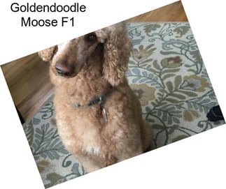 Goldendoodle Moose F1