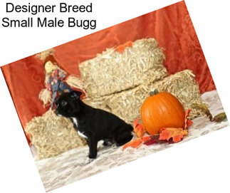 Designer Breed Small Male Bugg
