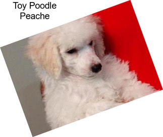 Toy Poodle Peache