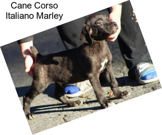 Cane Corso Italiano Marley