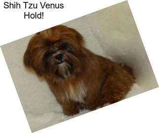 Shih Tzu Venus Hold!