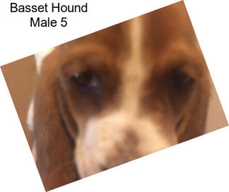 Basset Hound Male 5