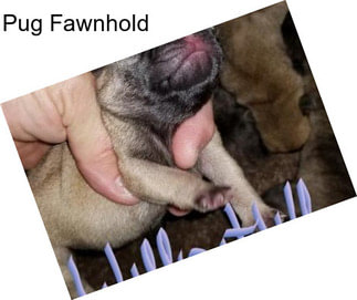 Pug Fawnhold