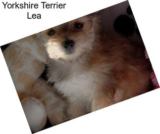 Yorkshire Terrier Lea