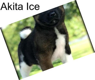Akita Ice