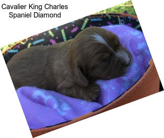 Cavalier King Charles Spaniel Diamond