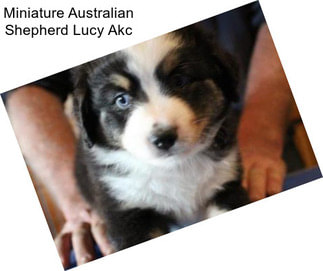 Miniature Australian Shepherd Lucy Akc