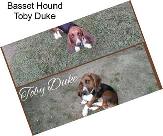 Basset Hound Toby Duke
