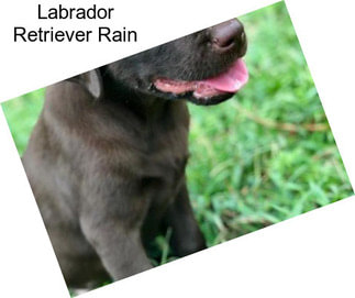 Labrador Retriever Rain