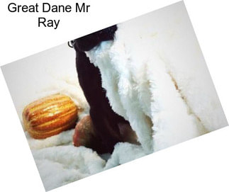 Great Dane Mr Ray