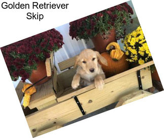 Golden Retriever Skip