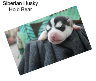 Siberian Husky Hold Bear