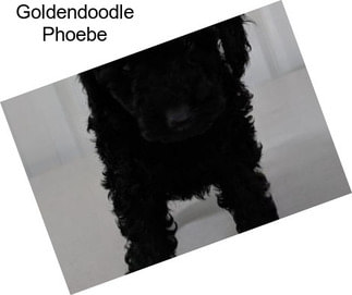 Goldendoodle Phoebe