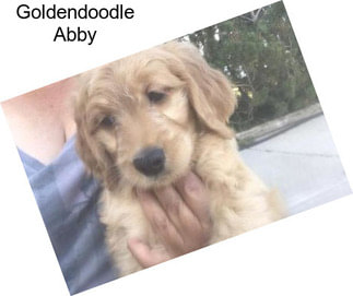 Goldendoodle Abby