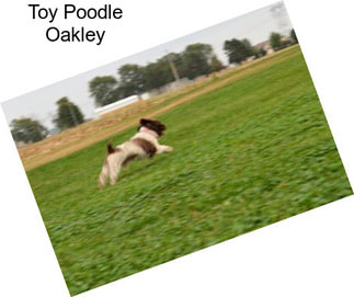 Toy Poodle Oakley