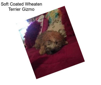 Soft Coated Wheaten Terrier Gizmo