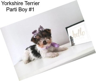 Yorkshire Terrier Parti Boy #1