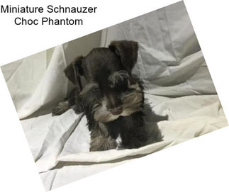 Miniature Schnauzer Choc Phantom