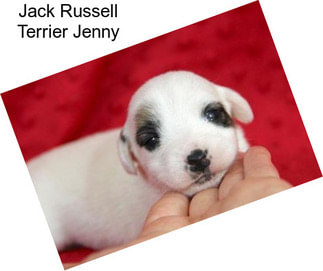 Jack Russell Terrier Jenny