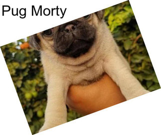 Pug Morty