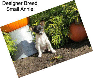 Designer Breed Small Annie