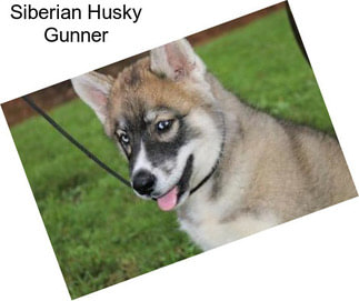 Siberian Husky Gunner