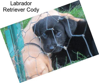 Labrador Retriever Cody