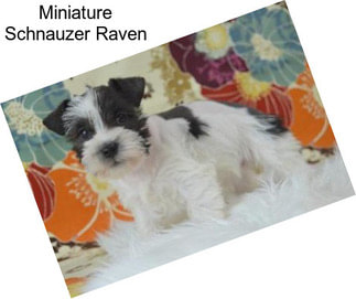 Miniature Schnauzer Raven