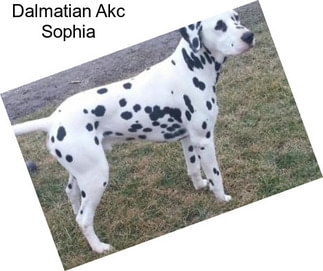 Dalmatian Akc Sophia