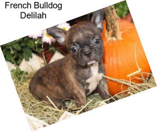 French Bulldog Delilah
