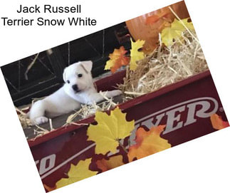 Jack Russell Terrier Snow White