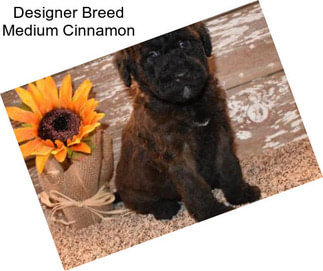 Designer Breed Medium Cinnamon