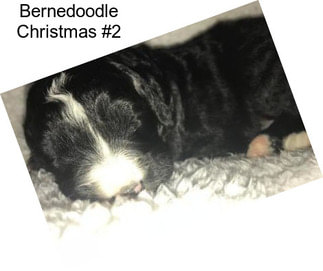 Bernedoodle Christmas #2