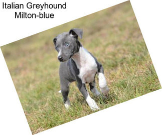 Italian Greyhound Milton-blue