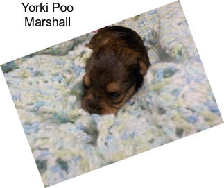 Yorki Poo Marshall