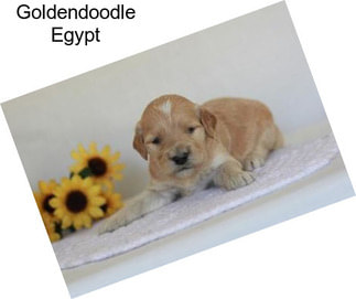 Goldendoodle Egypt