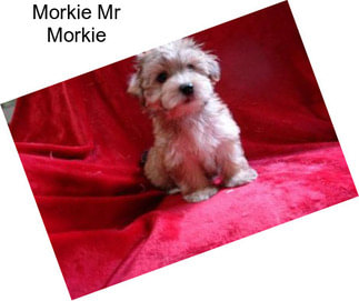 Morkie Mr Morkie