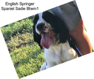 English Springer Spaniel Sadie Btwm1