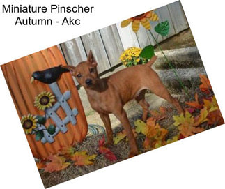 Miniature Pinscher Autumn - Akc