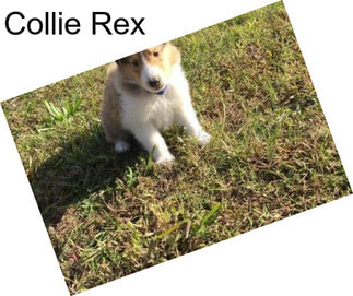 Collie Rex