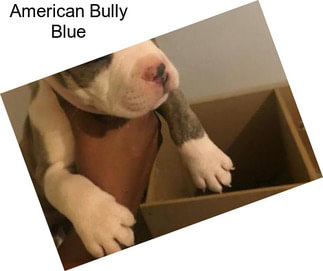 American Bully Blue