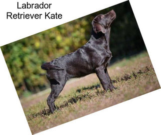 Labrador Retriever Kate
