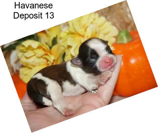 Havanese Deposit 13