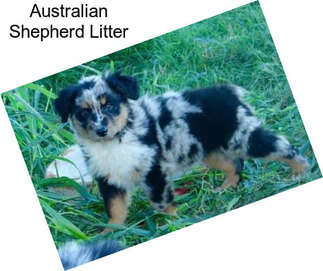 Australian Shepherd Litter