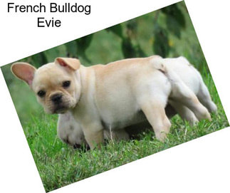 French Bulldog Evie