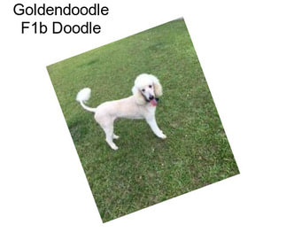 Goldendoodle F1b Doodle