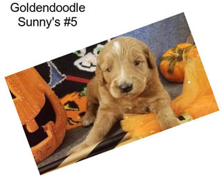 Goldendoodle Sunny\'s #5